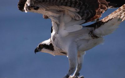What My Pet Osprey Teaches Me About Business